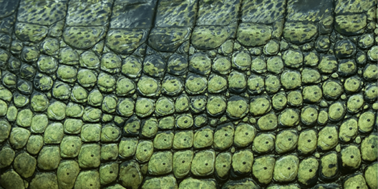 Archivi Corsi Ecmclub